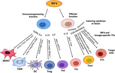 Regulatory effects of IRF4 on immune cells in the tumor microenvironment